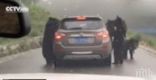 Шокиращо: Четири огромни мечки атакуваха автомобил (ВИДЕО)
