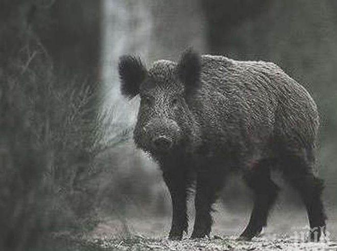 Откриват ловния сезон на дребен дивеч и групов лов на дива свиня