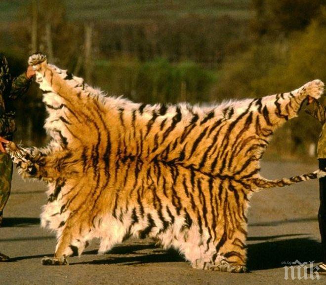 Лондончанка предлага незаконно кожи от тигър в Ибей