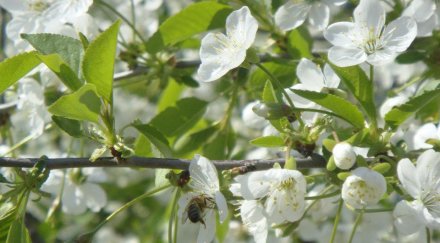 великден пада изборите събират почивни дни