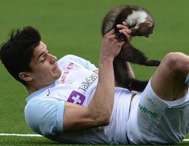 Белка хапе футболисти по време на мач в Швейцария (видео)