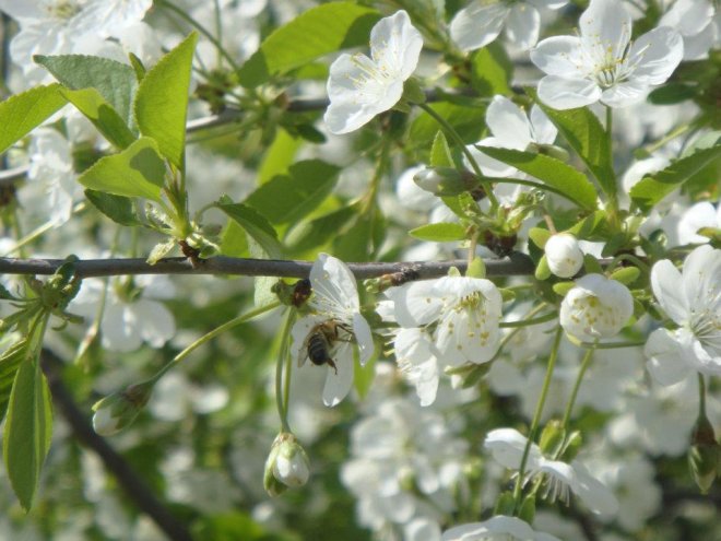 Великден се пада преди изборите, събират се 6 почивни дни