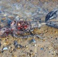 ШОКИРАЩО ВИДЕО! Откриха труп на русалка