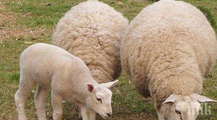 масова акция тестват домашните животни болести