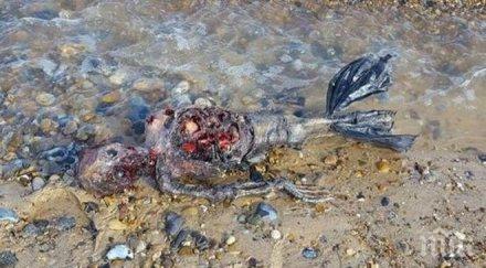 шокиращо видео откриха труп русалка