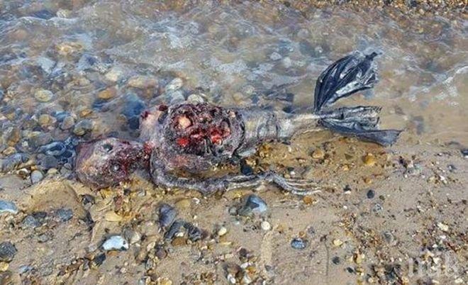 ШОКИРАЩО ВИДЕО! Откриха труп на русалка