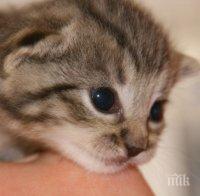 БРАВО! Пожарникари спасиха малко коте в Смолян (СНИМКИ)