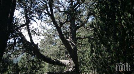 заради нагли туристи ограничават достъпа байкушевата мура