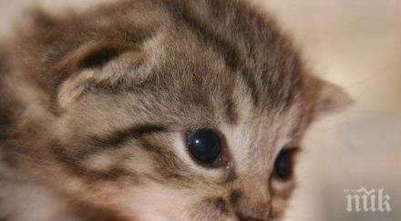 пожарникари спасиха коте смолян снимки