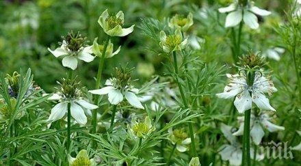 панацея билка библията корана лекува всички болести