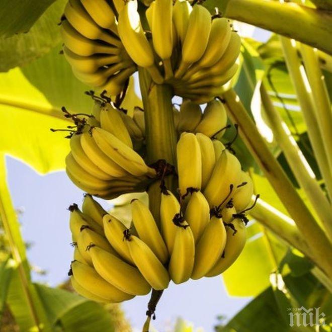 Бананите са леко опасни заради съдържанието на радиоактивен елемент За
