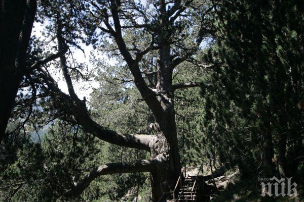 Заради нагли туристи ограничават достъпа до Байкушевата мура