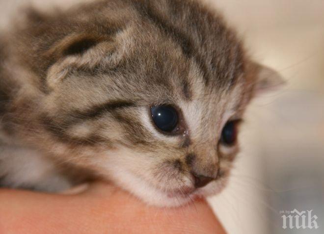 БРАВО! Пожарникари спасиха малко коте в Смолян (СНИМКИ)