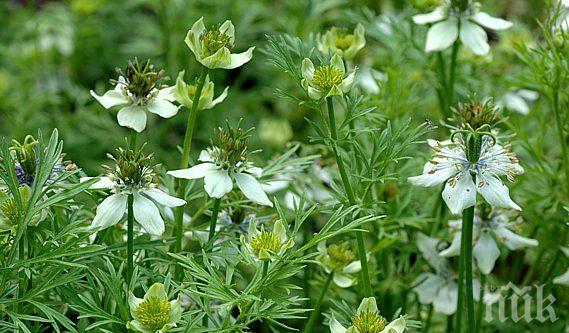 ПАНАЦЕЯ! Билка от Библията и Корана лекува всички болести
