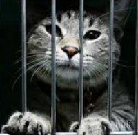 Незаконните неща, които можете да направите законно в другите държави
