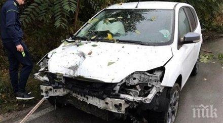 форд фокус размаза мездра заради куче