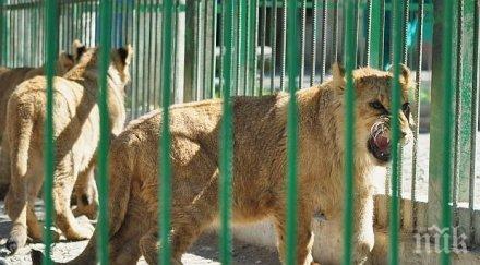 трампа хасково смениха лъвчето асен лама