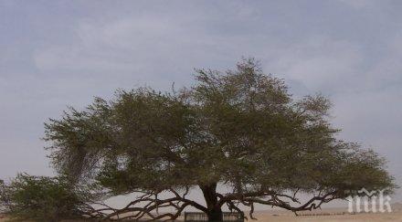 чудо природата дървото живота повече 400 години пустиня без вода