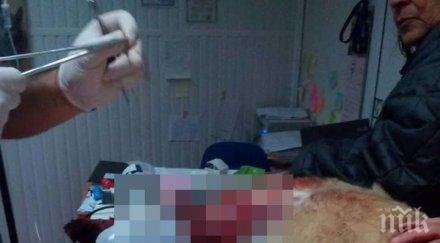 жесток инцидент питбул перник разкъсал беззащитно куче снимки