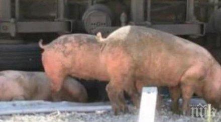 отврат ядем колбаси свине хранени мърша