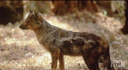 чакали лисици тормозят белоградчишките села