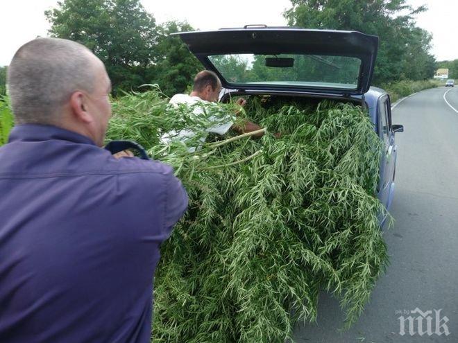 Унищожиха 750 килограма канабис