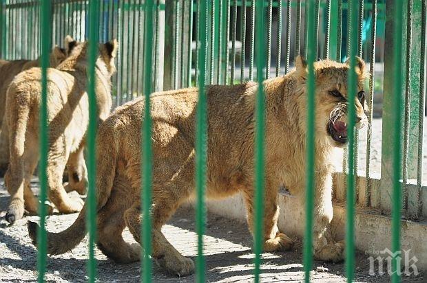 Трампа в Хасково! Смениха лъвчето Асен за лама