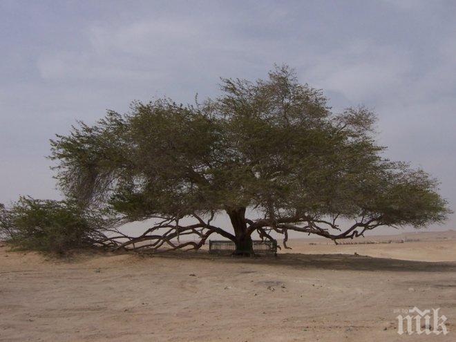 Чудо на природата! Дървото на живота живее повече от 400 години в пустиня без вода