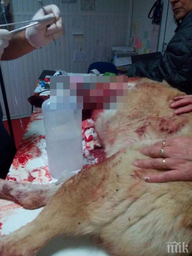 Жесток инцидент с питбул в Перник - разкъсал беззащитно куче (СНИМКИ 18+)
