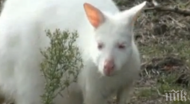 Невероятно: Кенгуру-албинос се роди в Бургас