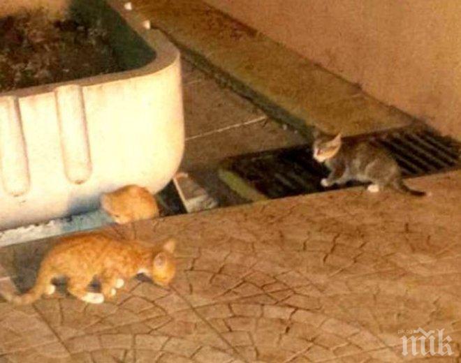 ЗВЕРСТВО! 25-годишен изрод насъскал питбула си срещу котка, после я довършил с нож