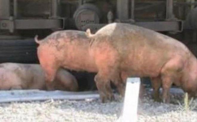 Отврат! Ядем колбаси от свине, хранени с мърша 