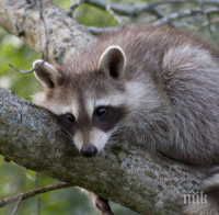 ПИК TV: Бебета еноти са най-новите обитатели на Варненската зоологическа градина
