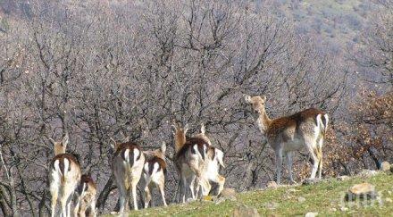 аларма отрова убива животни източните родопи