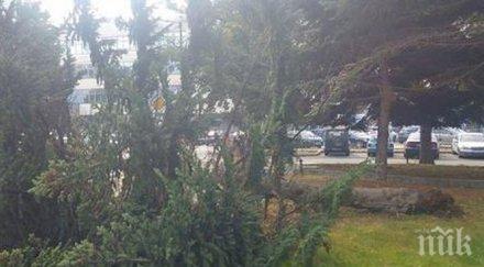 инцидент огромно дърво падна центъра бургас снимки