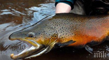 феноменално първата ферма сьомга европа отваря врати самоков