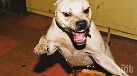 пернишкият питбул ползван боеве жестоко пребиван