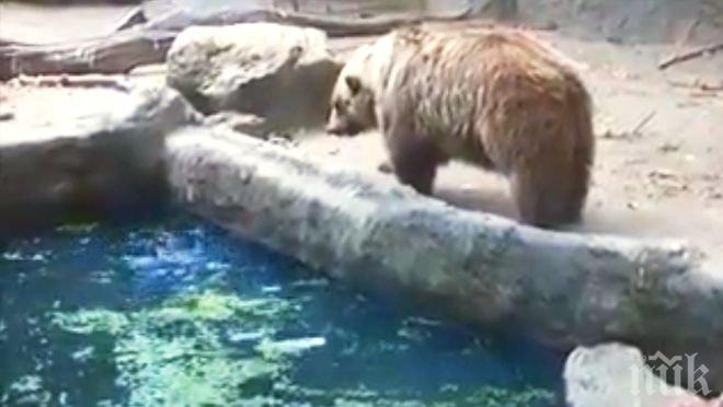 Застреляха мечок, обикалял по покривите в румънския град Сибиу