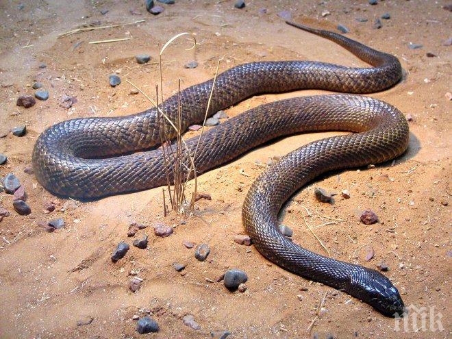 Най-отровната змия на света съска в Плевен