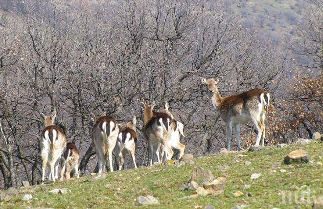 АЛАРМА! Отрова убива животни в Източните Родопи