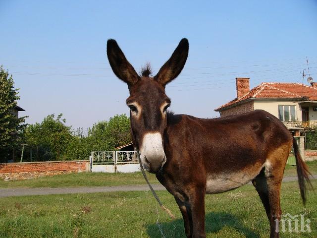 Фермери, бегом към Сливен! Горските пускат пет магарета на търг 