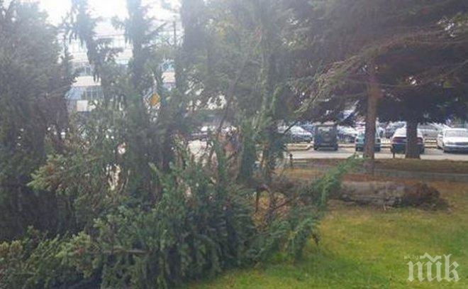 ИНЦИДЕНТ! Огромно дърво падна в центъра на Бургас (СНИМКИ)