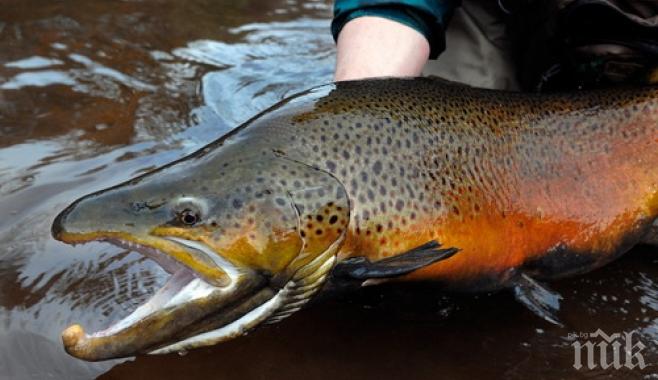 Феноменално! Първата ферма за сьомга в Европа отваря врати в Самоков