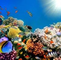 Ужасяващо: Големият бариерен риф е мъртъв