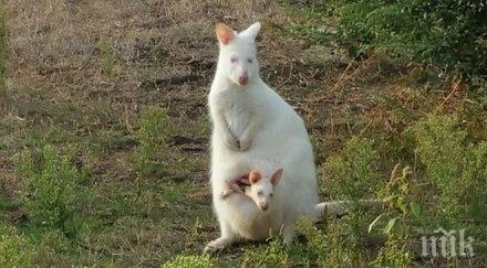 хит баровци наддават пачки кенгуруто албинос бургас