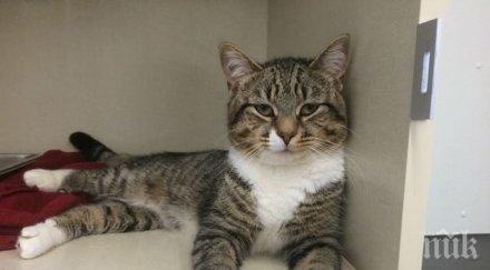 втори случай насилие животно меден рудник психопат отсече предните лапи котарак