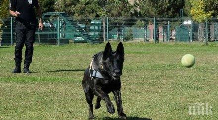 полицейски кучета турция посещават терапия заради травми преврата