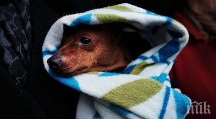 шаш изправят съд крадец куче умряло стрес