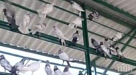 майтап индия арестуваха 150 гълъба подозират гиче шпиони пакистан