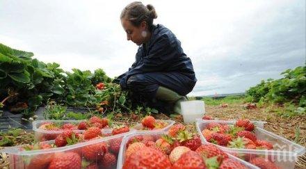 брекзит отлив българските работници англия